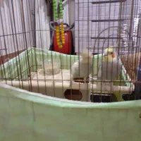 عروس هلندی|پرنده|اراک, |دیوار