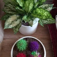 گل طبیعی|گل و گیاه طبیعی|رفسنجان, |دیوار