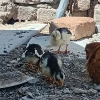 جوجه گلین پنگوئنی