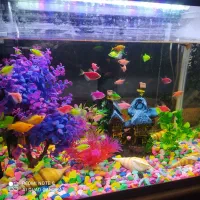 ماهی قرمز ،کوی ،کپور ،اکواریوم وتنگ