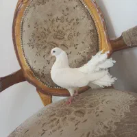 کبوتر دم چتری ماده