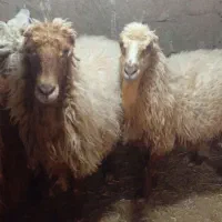 دوتا گوسفند