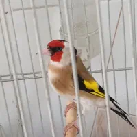 سهره جفتی قناری