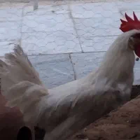 فروش 2 عدد خروس