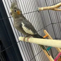 عروس هلندی جفت|پرنده|رشت, کوی مهر|دیوار