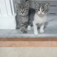 واگذاری بچه گربه|گربه|گرگان, |دیوار