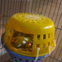 فنج نرگسی مولد