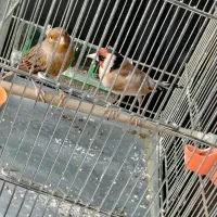 قناری ماده جفتی سهره