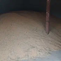 گندم پیشگام