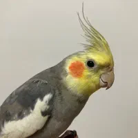 عروس هلندی نر سیامون