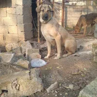 سگ پژدر،سرابی|سگ|سنگر, |دیوار