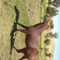 اسب نریان|اسب و تجهیزات اسبسواری|ازنا, |دیوار