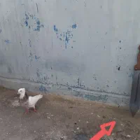 کفتر معاوضه با پلاکی