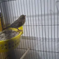 قناری سبز ماده جفتی|پرنده|خرمآباد, |دیوار