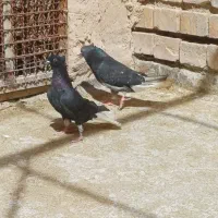 زاق دم سفید مهر