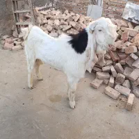 نر بز پاکستانی|حیوانات مزرعه|زاهدان, |دیوار