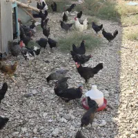 مرغ و خروس محلی