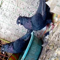 کفتر‌زاغ‌بمی‌عروسک