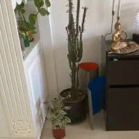 گل طبیعی|گل و گیاه طبیعی|گلبهار, شهر جدید گلبهار|دیوار