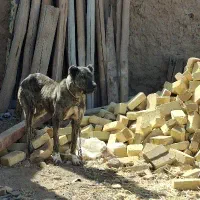 سگ افغان