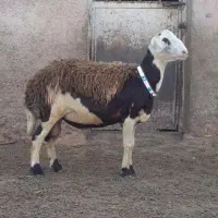 بره قوچ پلنگی نر