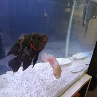 ۲ ماهی اسکار سالم و زیبا