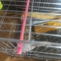 یک جفت عروس هلندی سیامون ماده دستی با جوجه|پرنده|مشهد, هفده شهریور|دیوار