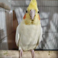 عروس هلندی|پرنده|پیرانشهر, |دیوار