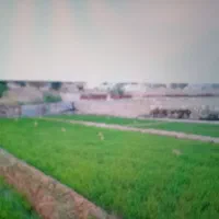 فروش نشا شالیزار (شلتوک)