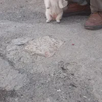 سگ پامر|سگ|سبزوار, طبرسی (جعفرآباد)|دیوار