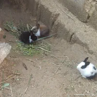 خرگوش|موش و خرگوش|بندر ماهشهر, |دیوار