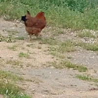 دو عدد مرغ یکی بزرگ و کوچک ویکی خروس همه روهم 1500