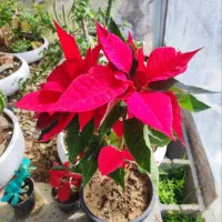 گل و گیاهان زینتی