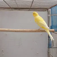 فروش قناری رسمی بلند طلایی،نر جوان و خوش خوان