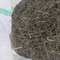 گیاه داروی خشک توگونی|عمدهفروشی|خزل, |دیوار