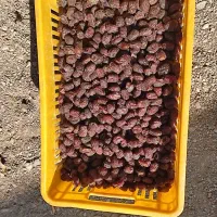 فروش|عمده‌فروشی|توکهور, |دیوار