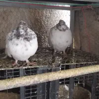 پرشی ، کلدار،کله الماسی، سرخ کاکلی،کبوتر|پرنده|قم, انصار‌الحسین|دیوار