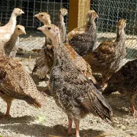 نیمچه بوقلمون برنز|حیوانات مزرعه|خمینی‌شهر, |دیوار