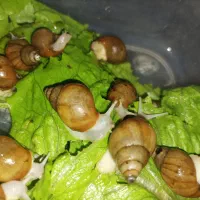 حلزون  آلبینو و آچاتینا