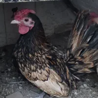 مرغ و خروس|حیوانات مزرعه|مشهد, قائم|دیوار