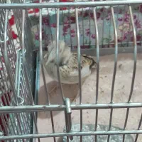 سهره نر|پرنده|تبریز, |دیوار