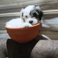 توله شیپو اپارتمانی(آگهی شخصی)