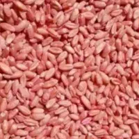 بذر گندم دیم وابی|عمده‌فروشی|صحنه, |دیوار
