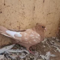 کبوتررنگی|پرنده|داراب, |دیوار