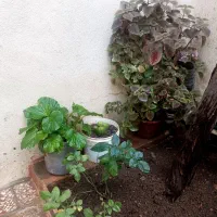 گل خانگی|گل و گیاه طبیعی|کرمانشاه, |دیوار