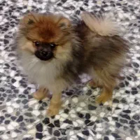 سگ دستی پشمالو خانگی