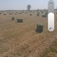 یونجه درجه یک
