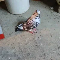 کبوتر گوره دورگ گم کردم|پرنده|کارون, |دیوار