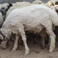 فروش تعدادی میش فقط نقدی