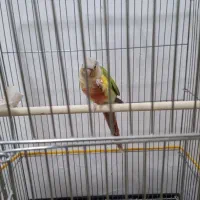 گرینچیک آناناسی رد مولد|پرنده|خوی, |دیوار